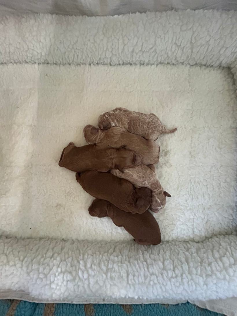 Six newborn petite Goldendoodle puppies, red and frosted cream, curled together asleep on a white fleece bed