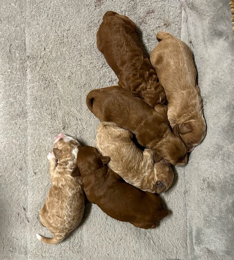 Brandi's six petite Goldendoodle puppies at six days old, deep red, apricot and frosted cream, asleep in a circle