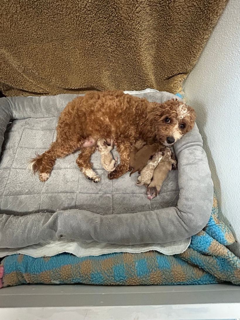 Brandi resting in her bed with her newborn petite Goldendoodle puppies
