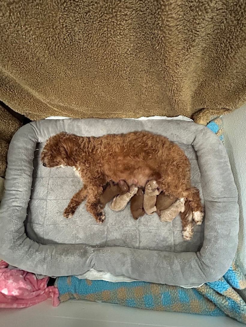 Brandi nursing her six newborn frosted red tuxedo and red petite Goldendoodle puppies