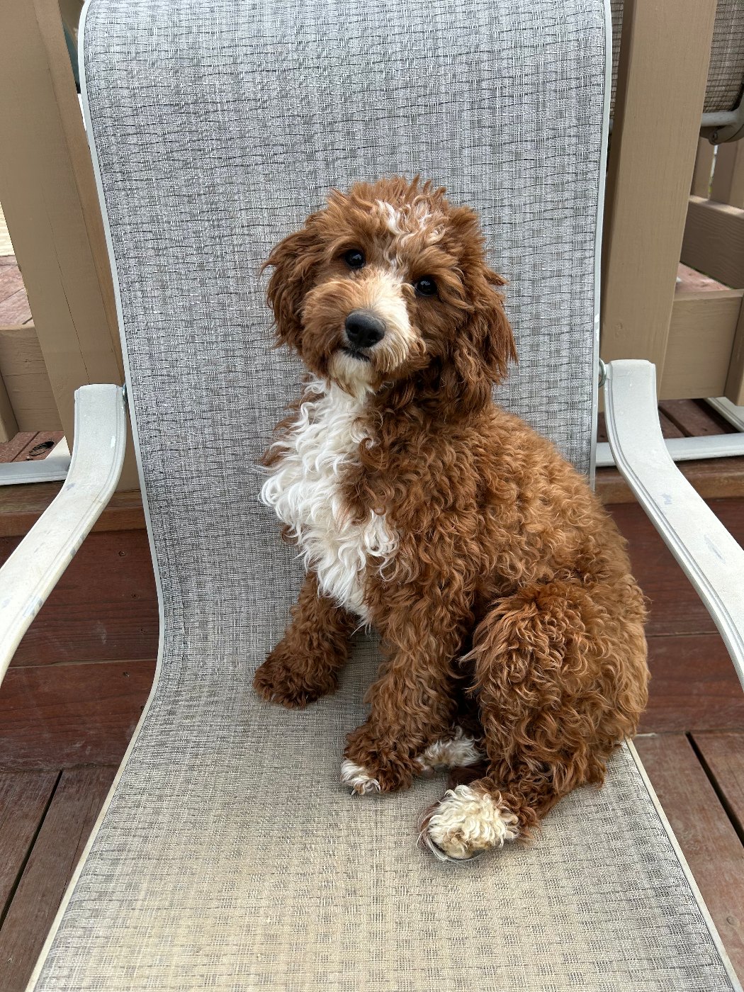 Brandi, red tuxedo small mini Goldendoodle dam in Ohio