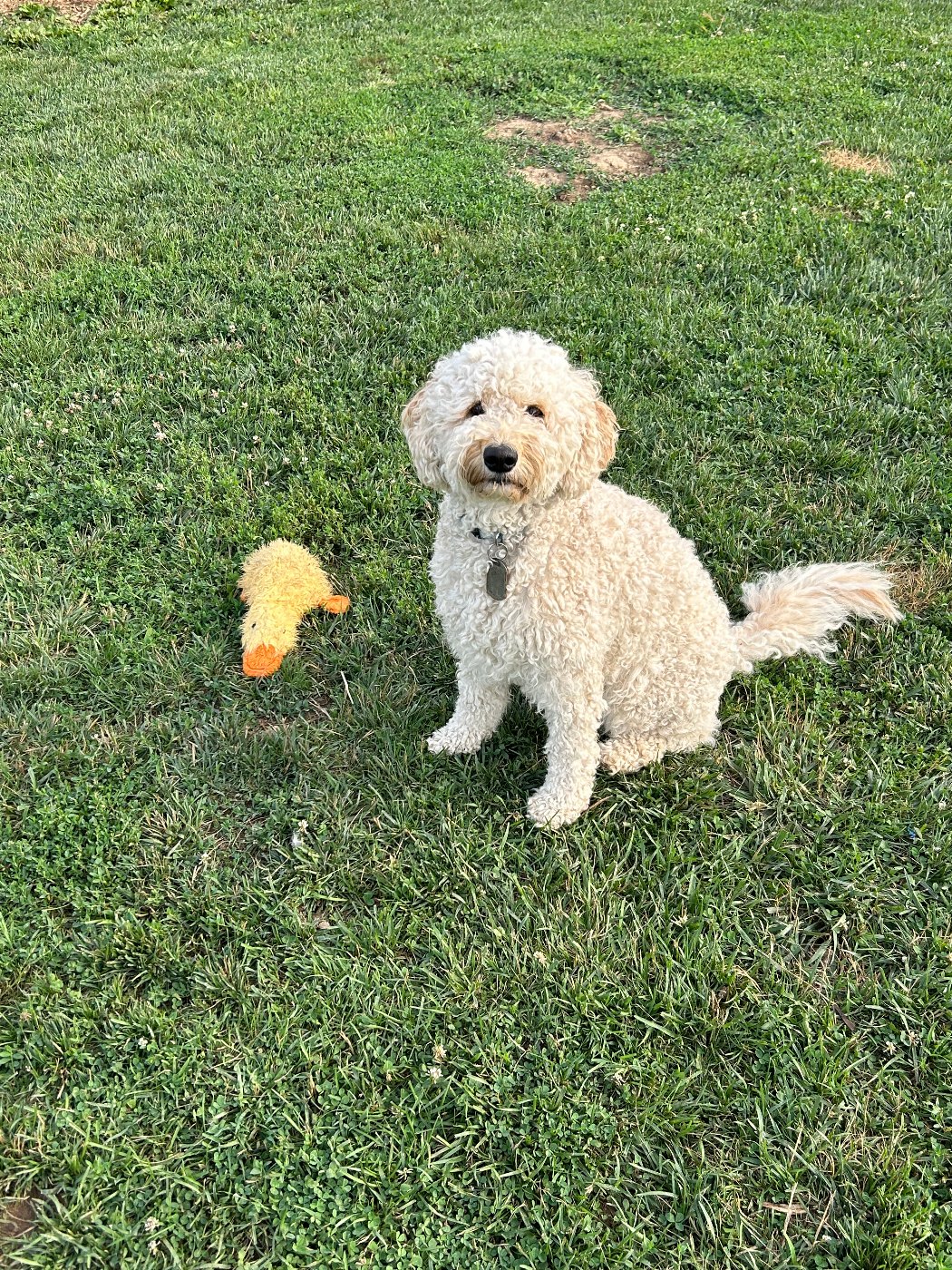 Ellie Mae, cream and light apricot curly mini Goldendoodle dam in Ohio