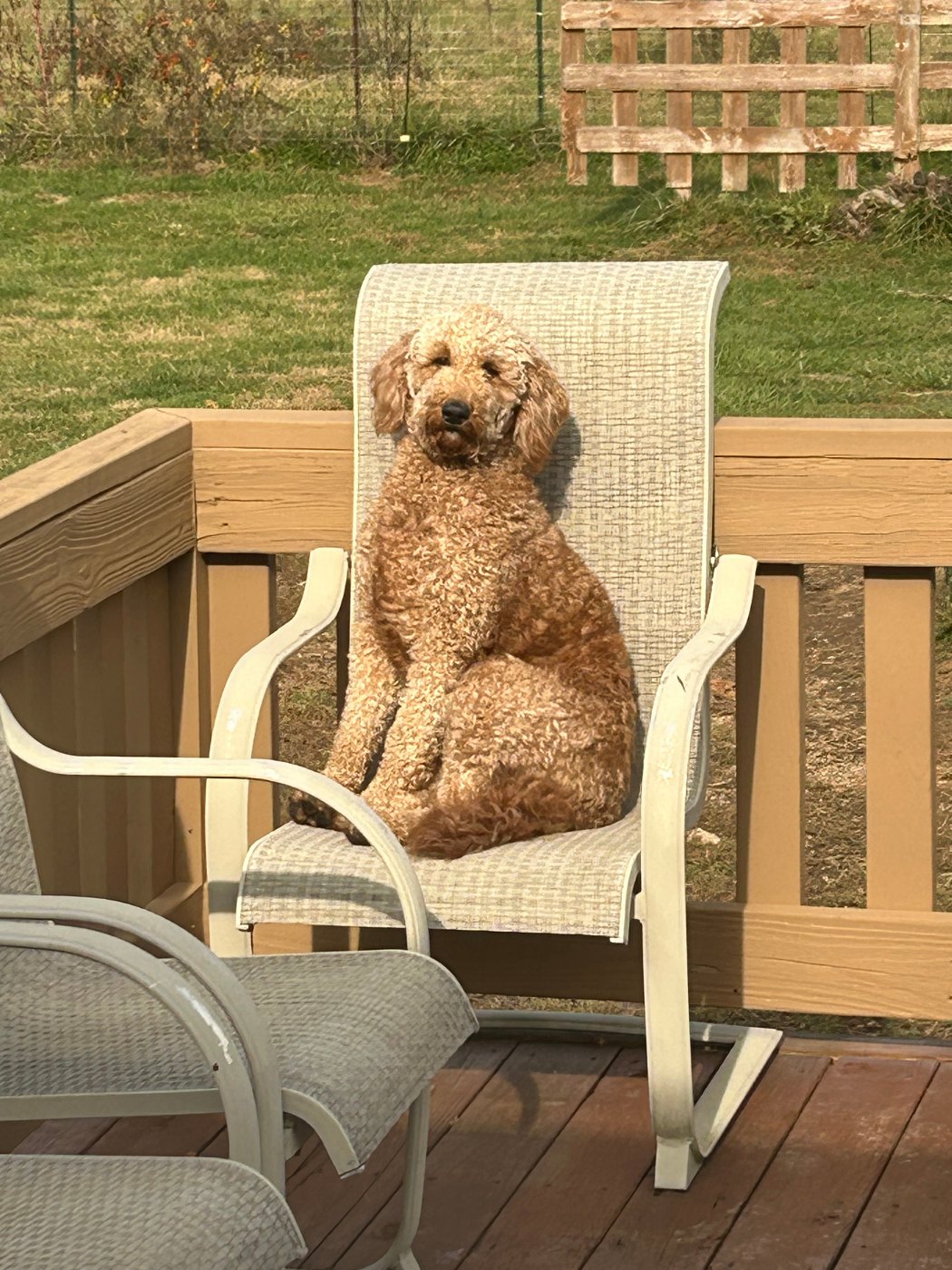 Ginger, deep apricot and cream curly mini Goldendoodle dam in Ohio