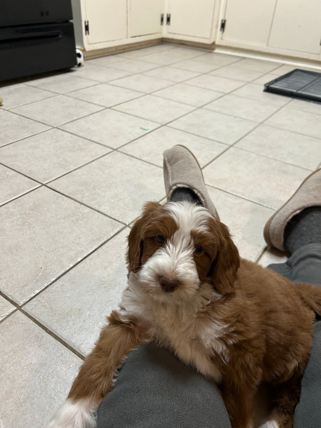 Holly, young red tuxedo mini Goldendoodle dam in Ohio