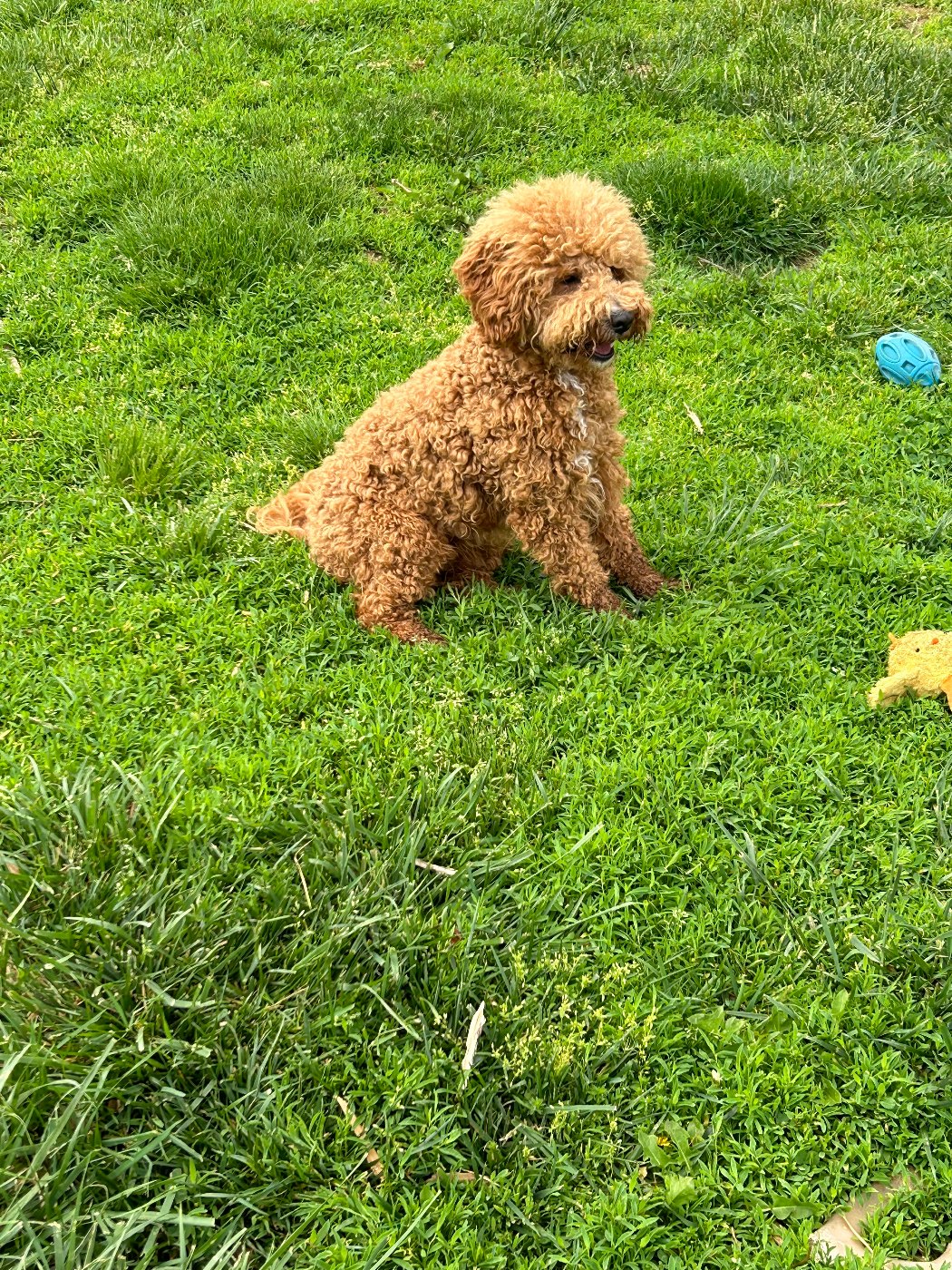 Koda, petite red tuxedo Goldendoodle stud in Ohio