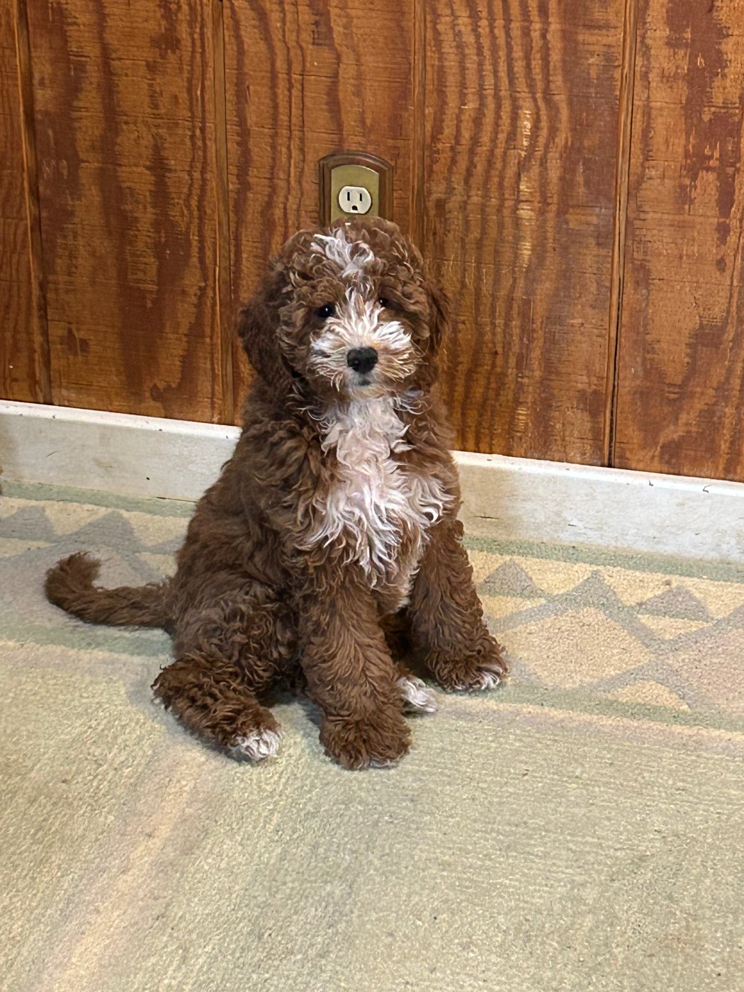 Lady, rare red tuxedo ragdoll mini Goldendoodle dam in Ohio