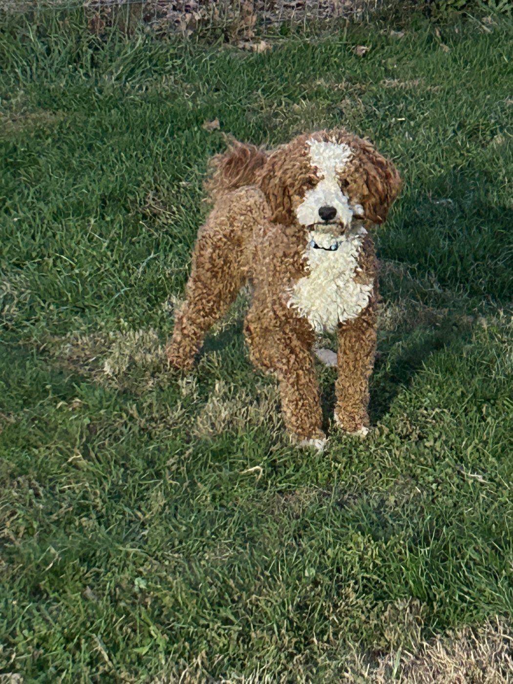 Nicholas, rare red tuxedo petite Goldendoodle stud in Ohio