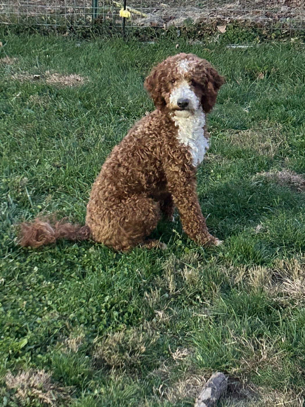 Snickerdoodle, rare ragdoll red tuxedo mini Goldendoodle stud in Ohio