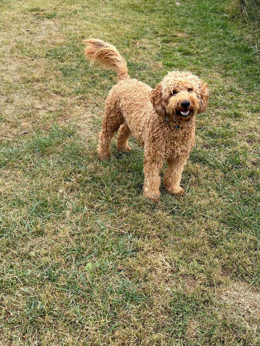 Teddy, red tight-waved mini Goldendoodle stud in Ohio