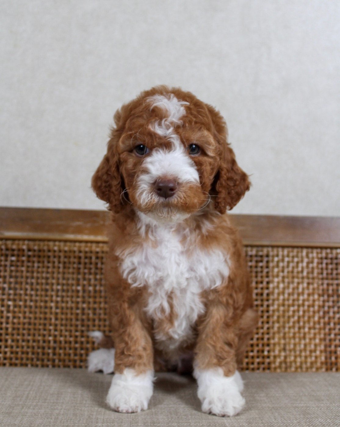 Topanga, young apricot tuxedo mini Goldendoodle dam in Ohio