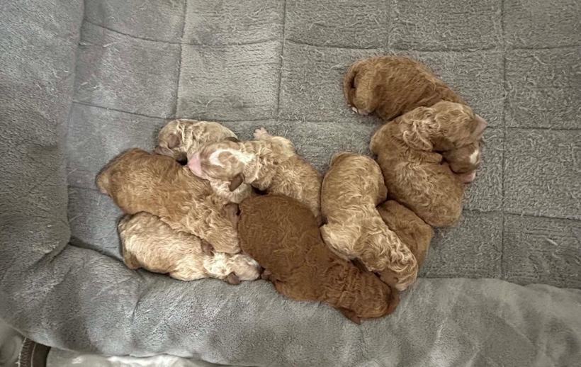 Eleven newborn Goldendoodle puppies curled together asleep in one pile at three days old