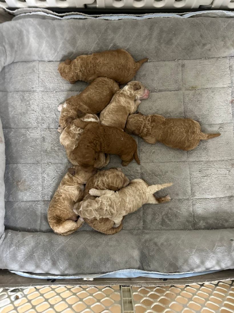 Eleven newborn Goldendoodle puppies in shades of red, apricot and cream asleep together on a grey fleece bed