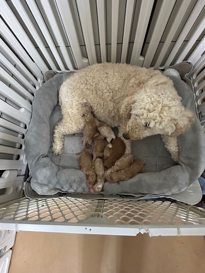 Ellie Mae curled up in her whelping bed nursing her eleven newborn Goldendoodle puppies