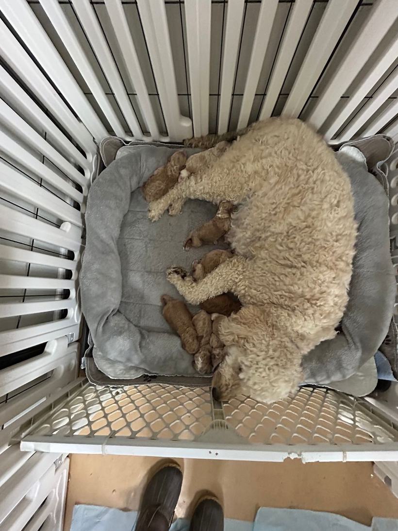 Ellie Mae resting in her whelping bed with her newborn Goldendoodle puppies tucked against her
