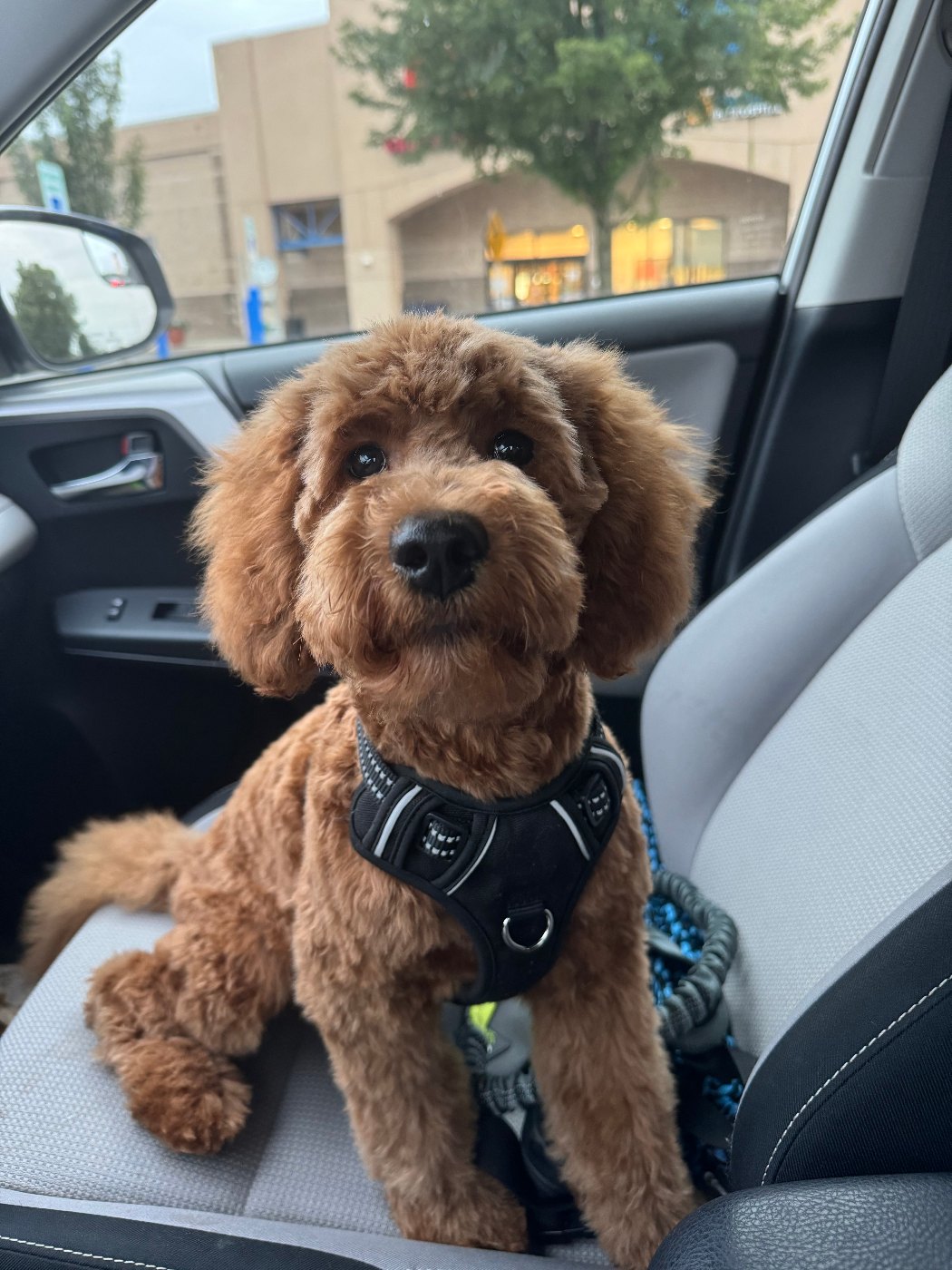 Red Goldendoodle draped over an armchair in a sunny living room
