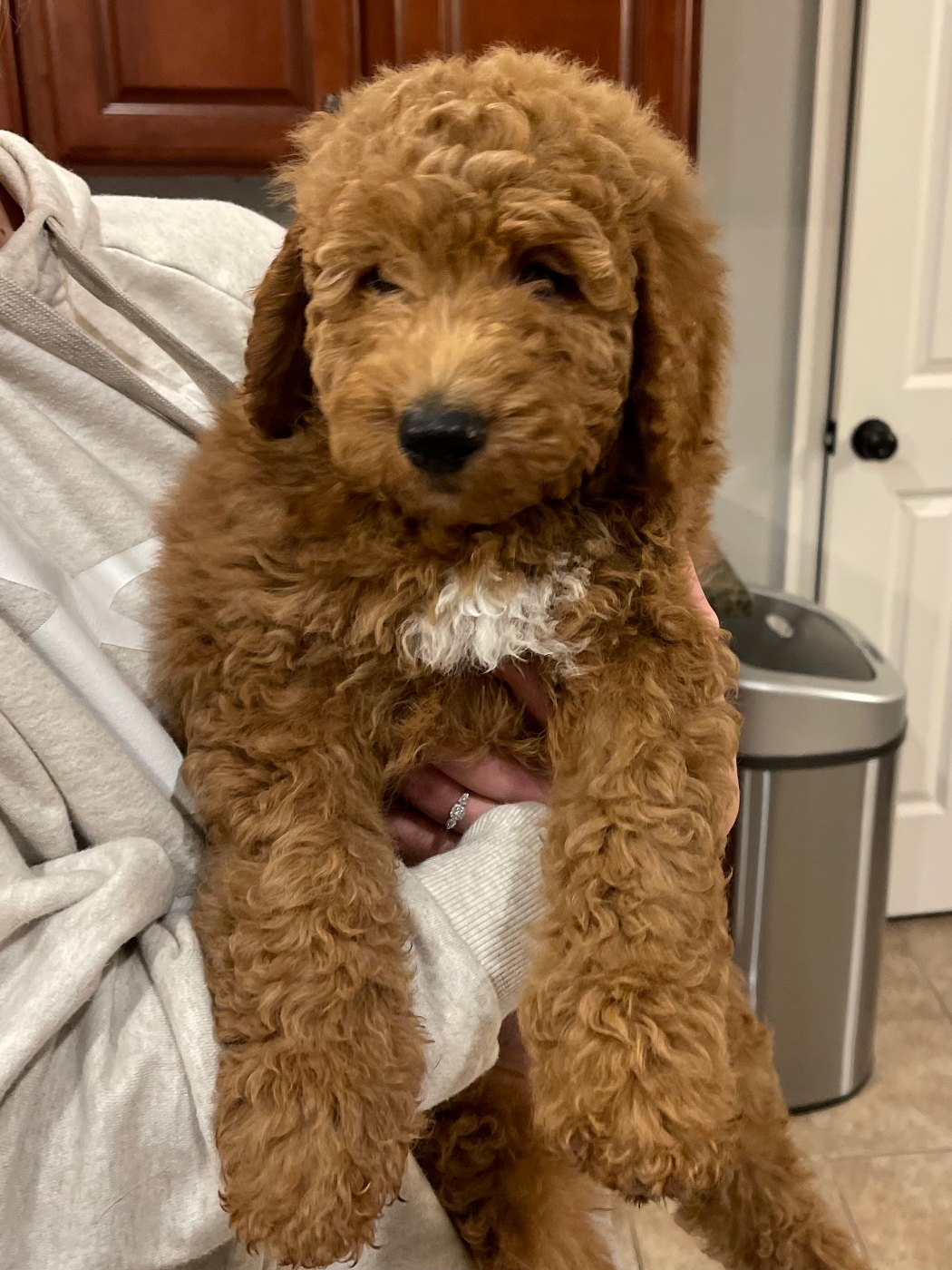 Red Goldendoodle at its first birthday party with cake and banner