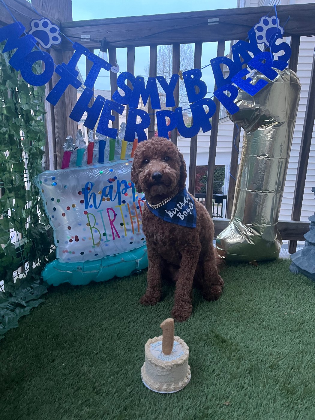 Red Goldendoodle wearing a birthday hat and smiling