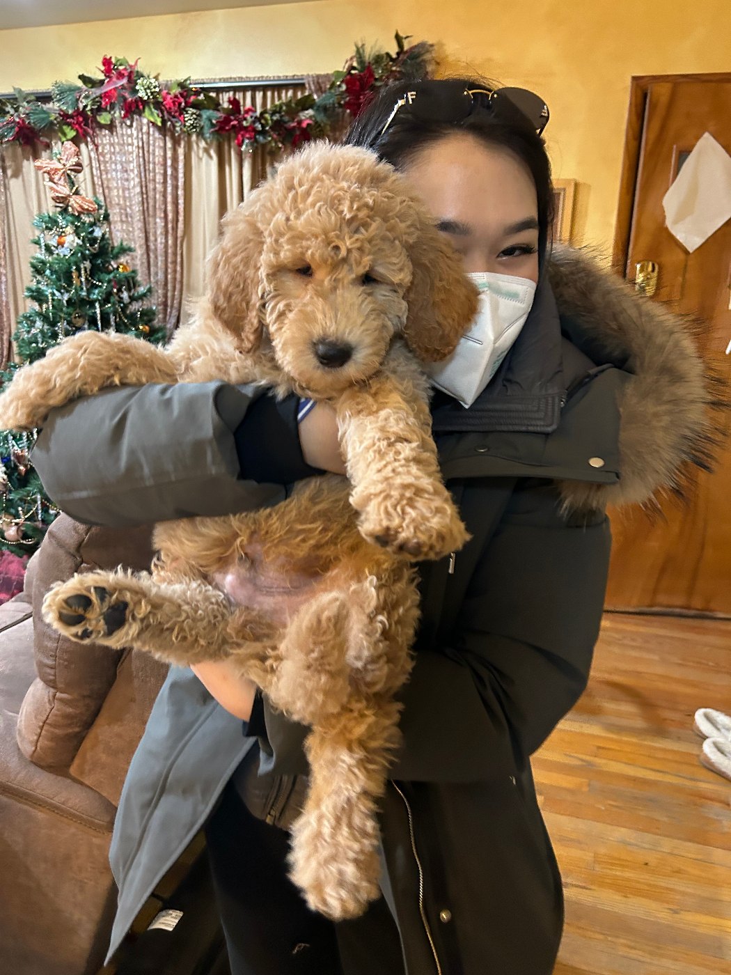 Apricot mini Goldendoodle puppy on a monogrammed blanket