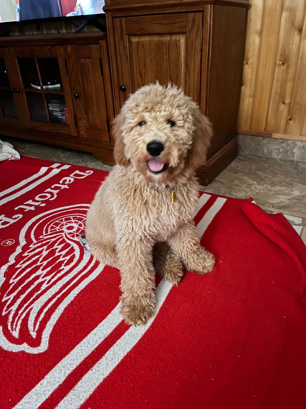 Two red Goldendoodles in life vests enjoying a boat ride