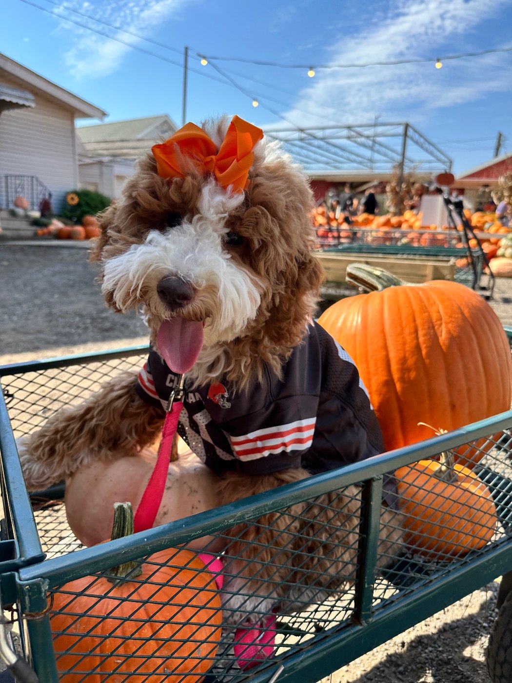 Red Goldendoodle puppy held in front of a Christmas tree