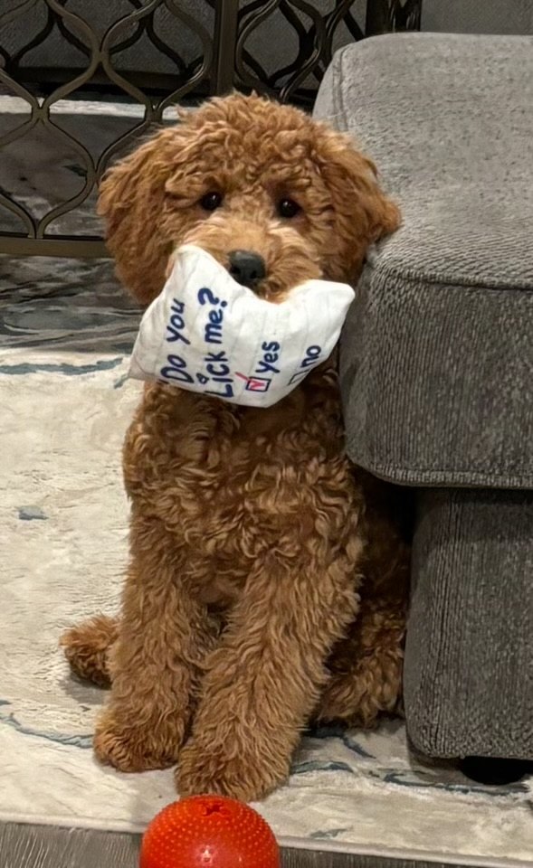 Red Goldendoodle puppy curled up asleep on the couch
