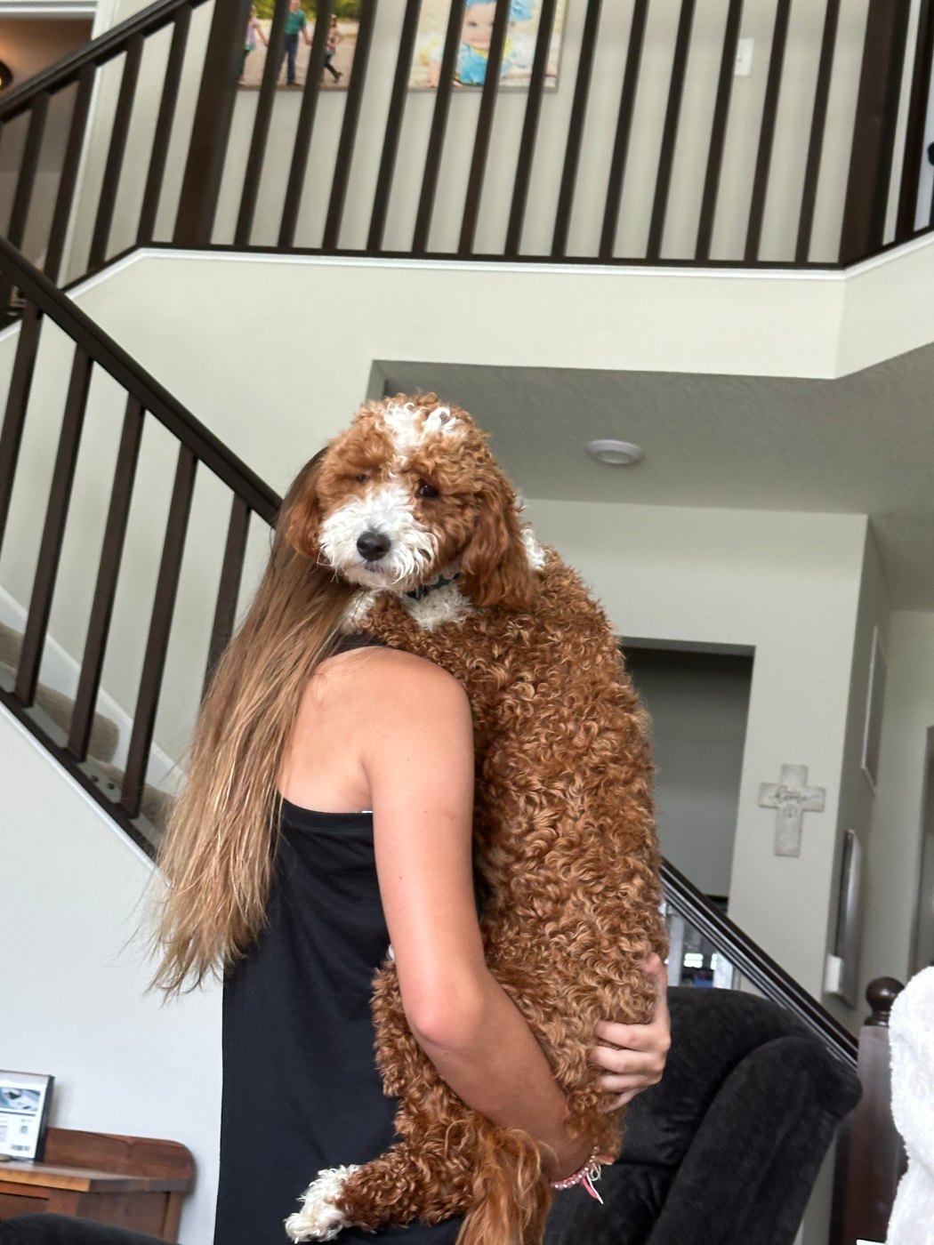 Fluffy red and white Goldendoodle puppy sitting on a cozy couch