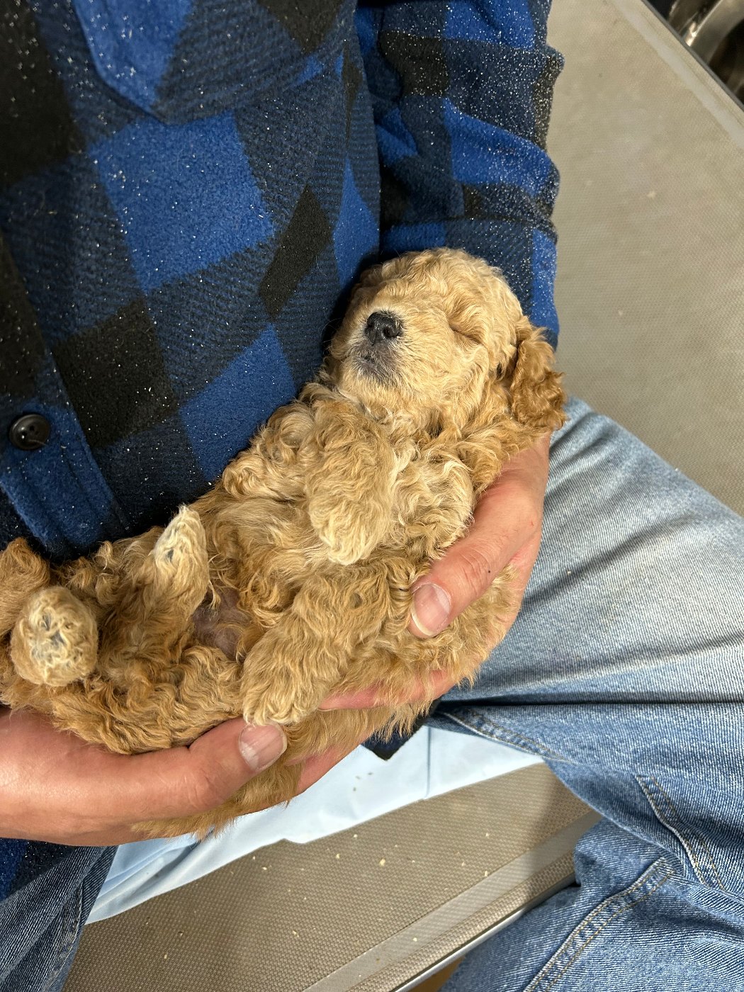 Red and white Goldendoodle puppy resting on a backyard deck