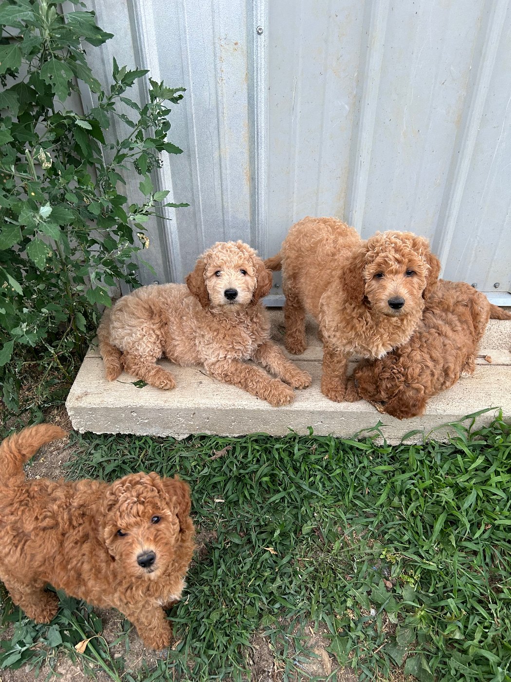 Red and white Goldendoodle wearing bunny ears for an Easter photo