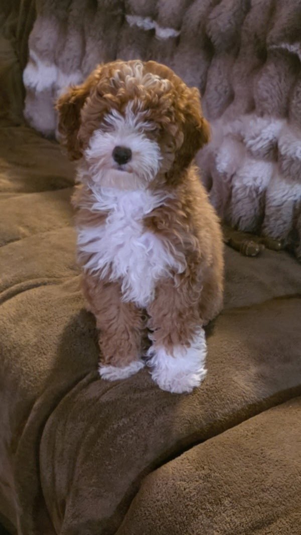Young owner cuddling a sleepy red Goldendoodle puppy