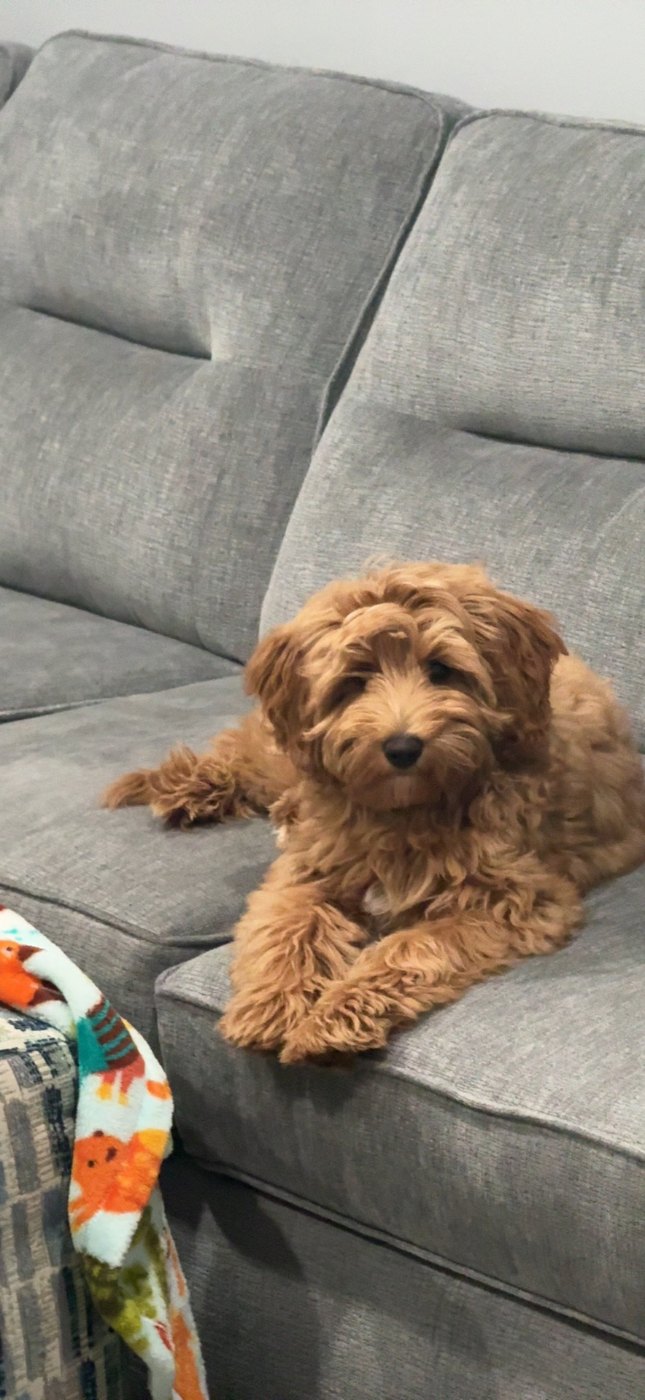 Red Goldendoodle puppy relaxing on a grey sofa