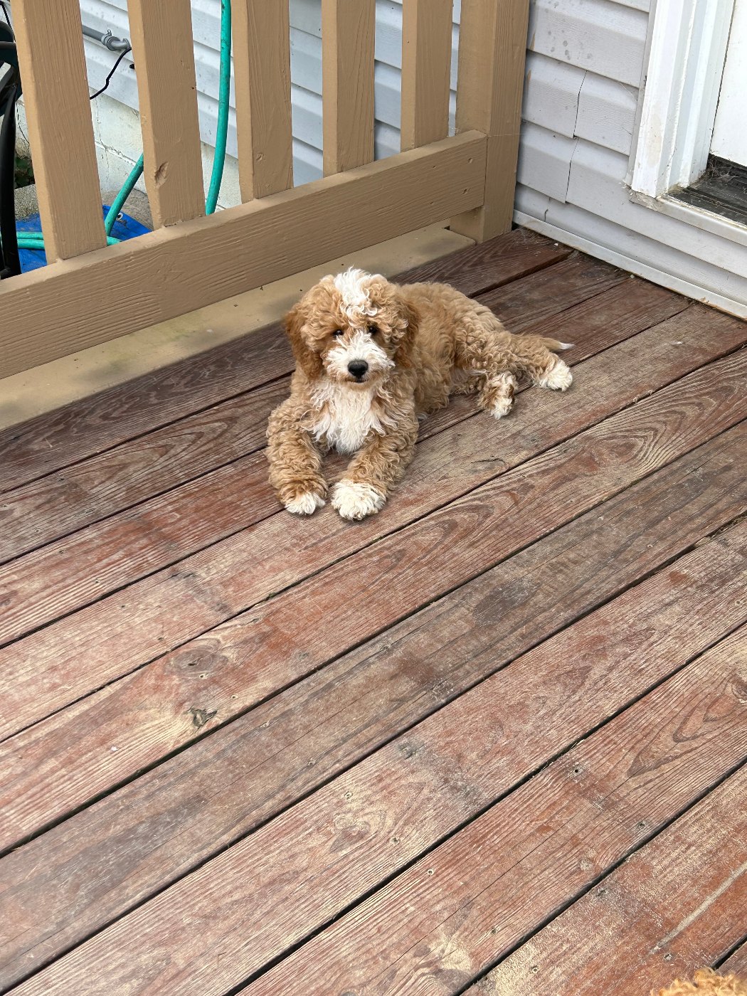 Freshly groomed red Goldendoodle with its tongue out