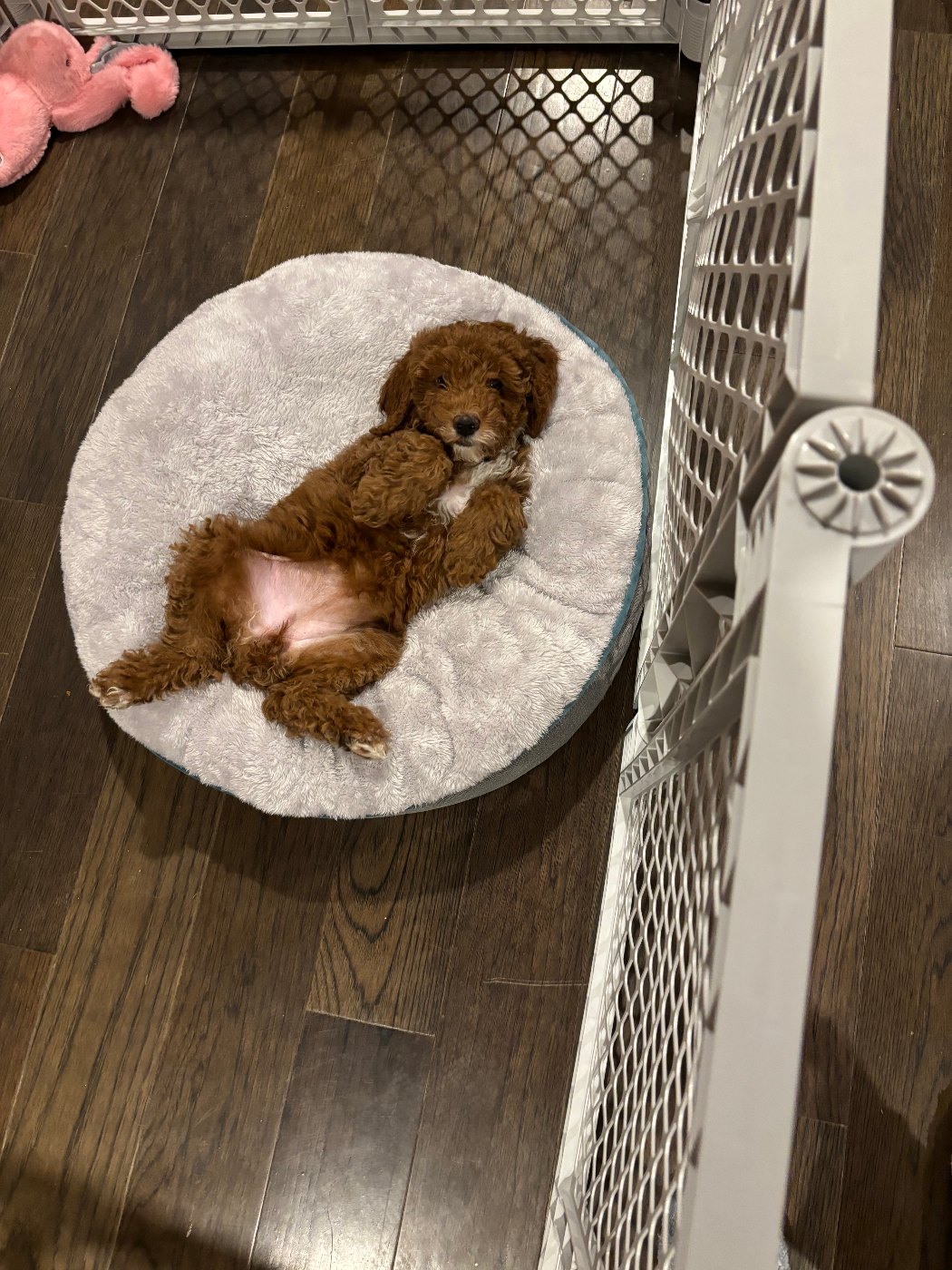 Red Goldendoodle puppy held up with a white chest blaze