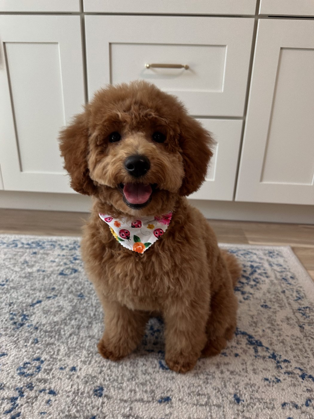 Smiling red Goldendoodle wearing a ladybug bandana