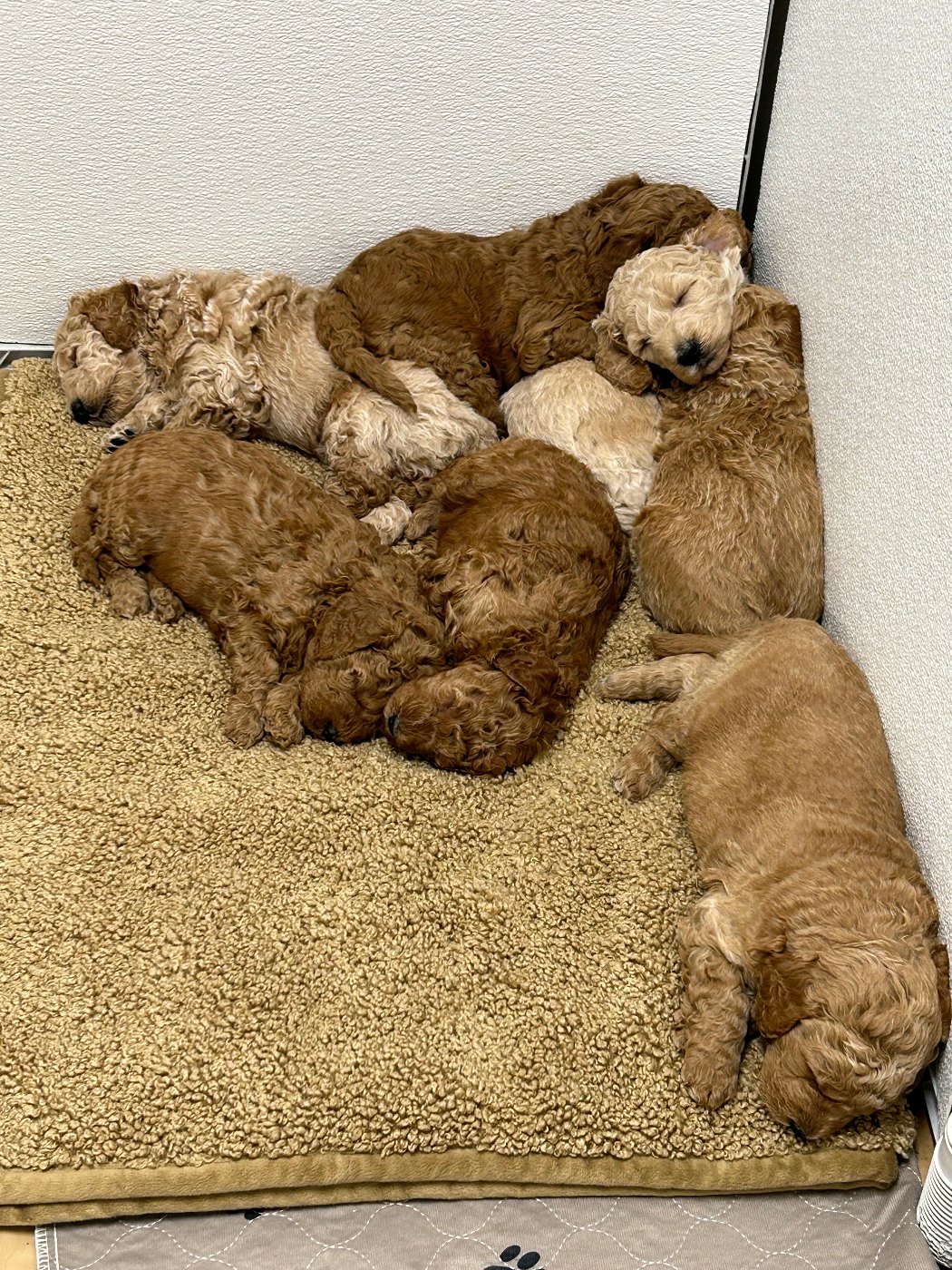 Red Goldendoodle puppy holding a plush toy in its mouth