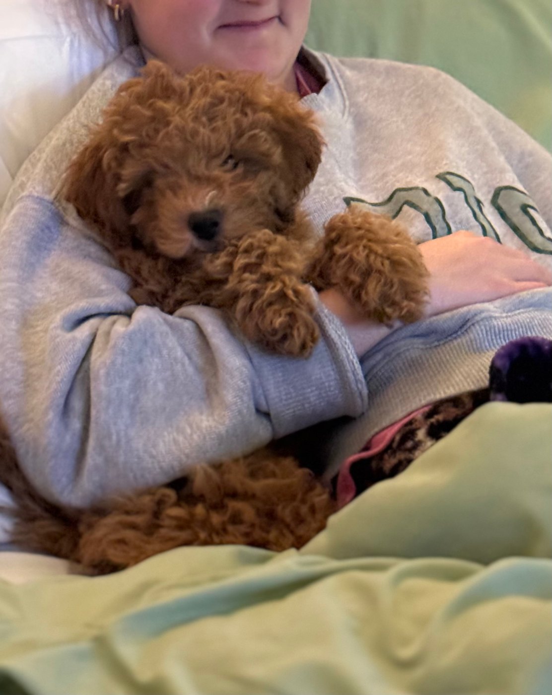 Red Goldendoodle relaxing on an ottoman in a cozy living room