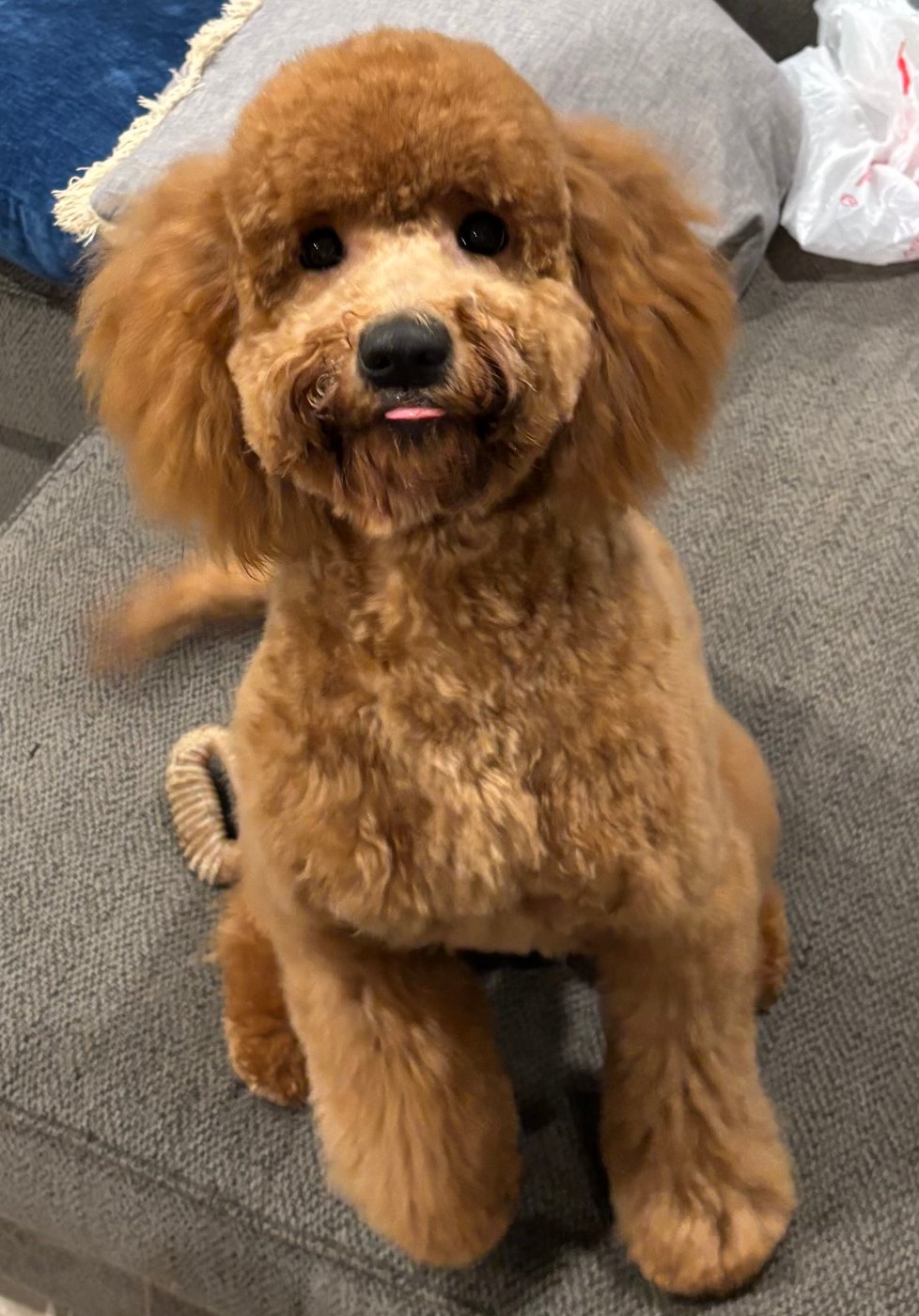 Sleepy red Goldendoodle puppy being cuddled in someone's arms
