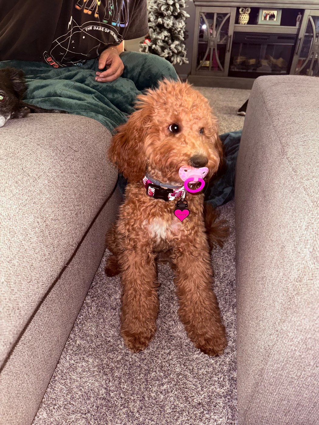 Red and white Goldendoodle being carried by a young owner at home