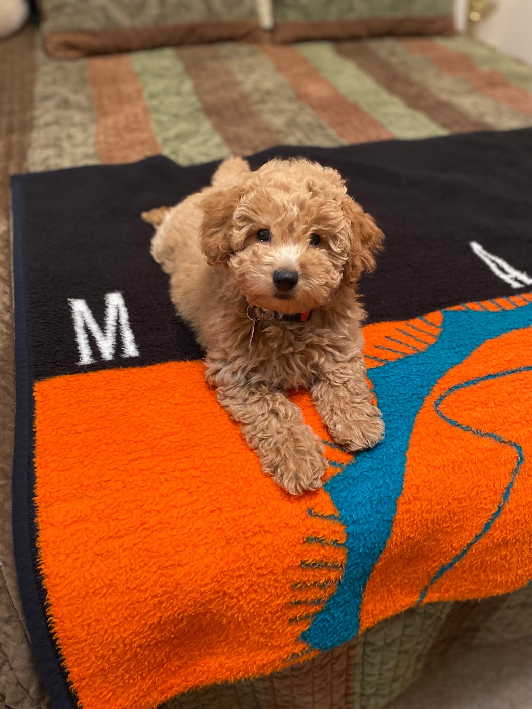 Apricot Goldendoodle posing on a brick street with family behind
