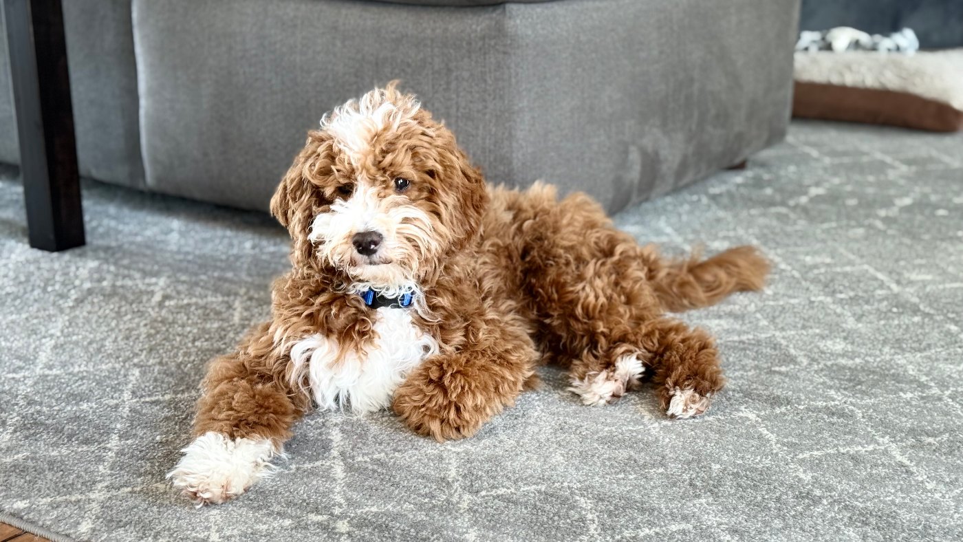 Red and white tuxedo Goldendoodle puppy sitting on a grey couch
