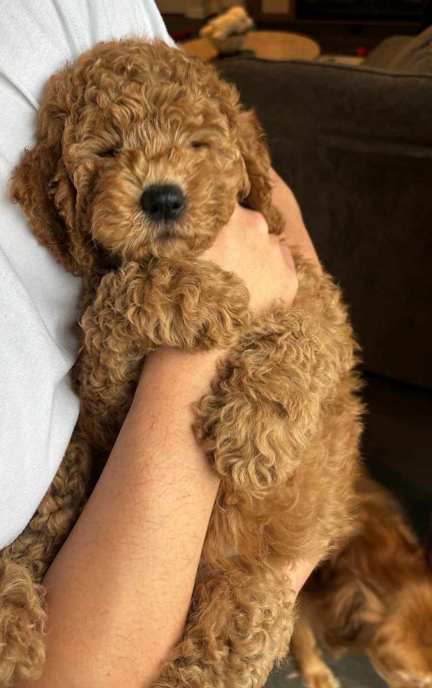 Red and white tuxedo Goldendoodle puppy with a pink bow at her first vet visit