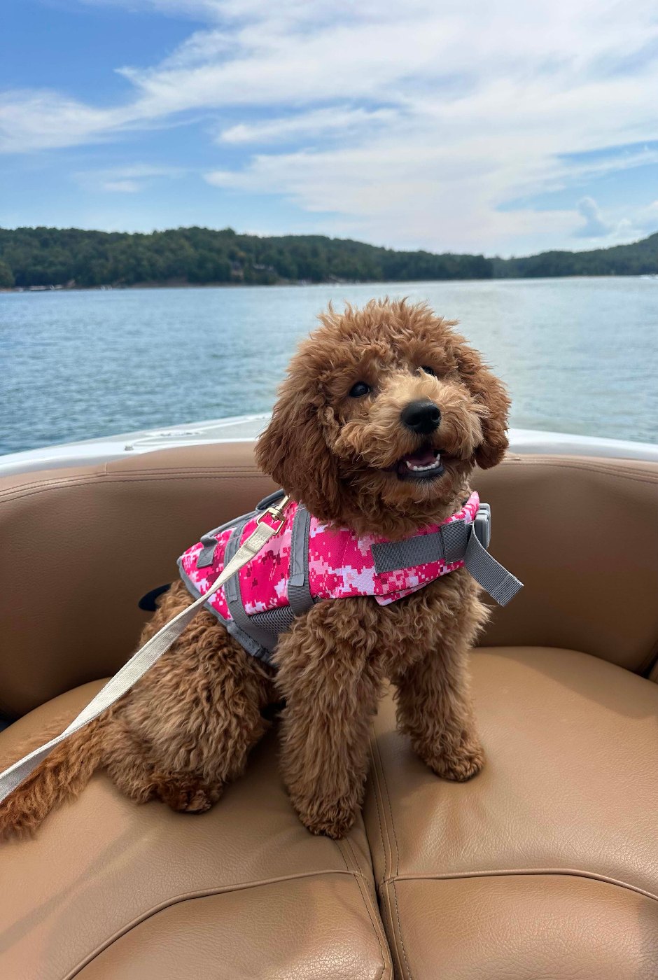 Happy red mini Goldendoodle puppy enjoying a boat ride