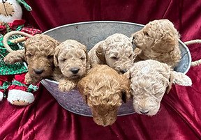 Newborn Goldendoodle puppies