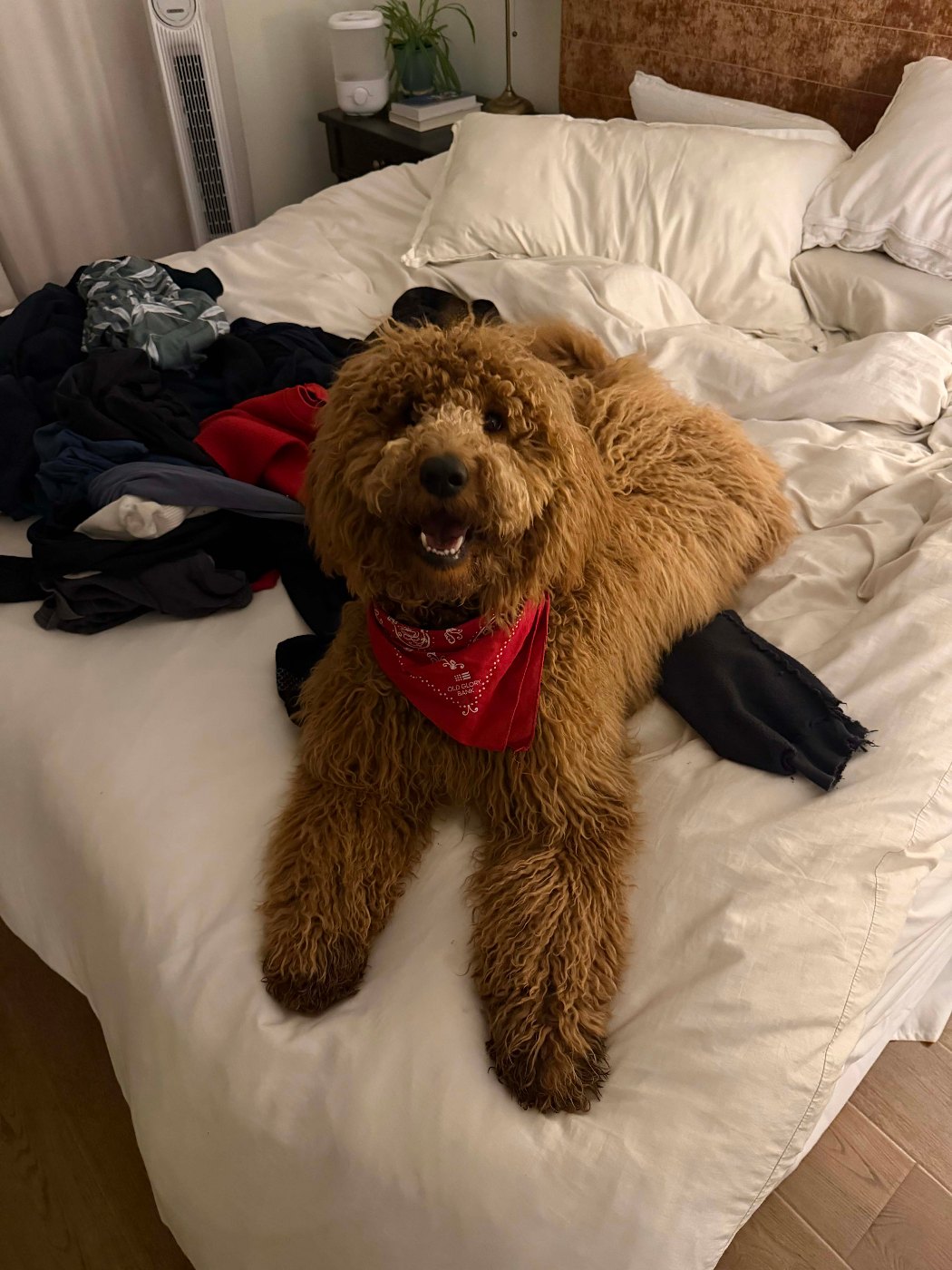 Large red Goldendoodle with a bandana