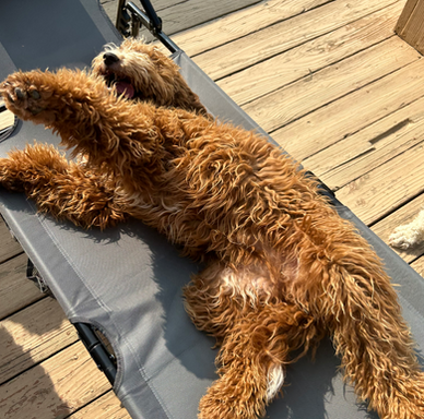 Red Goldendoodle relaxing on a deck in Ohio