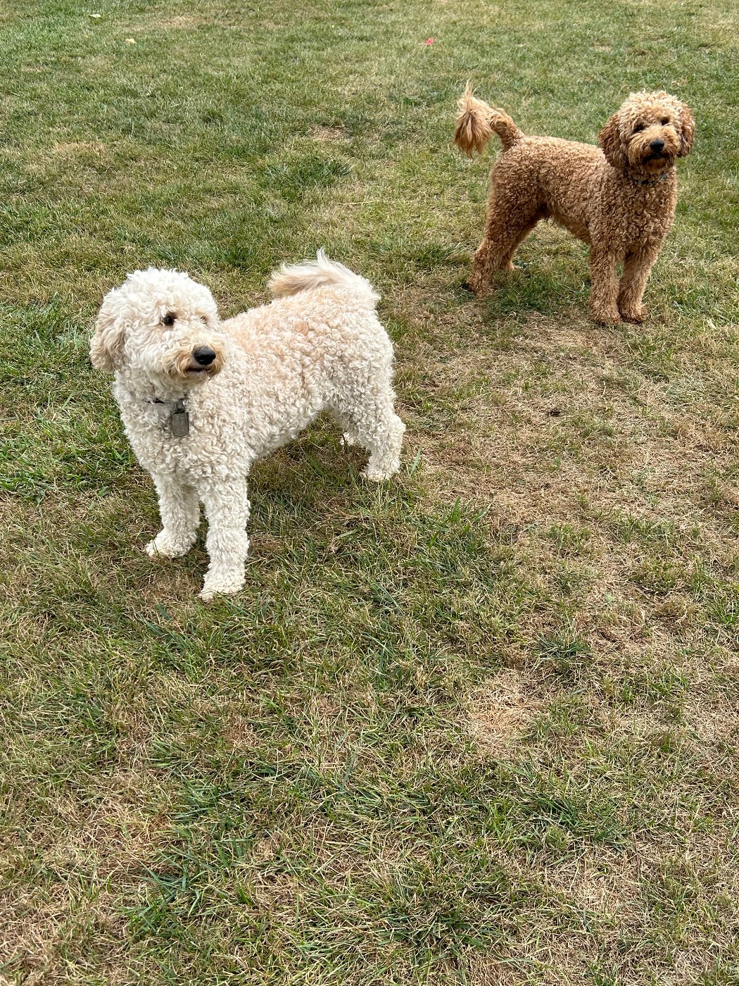 Ellie Mae and Teddy, parent Goldendoodles, together in Ohio