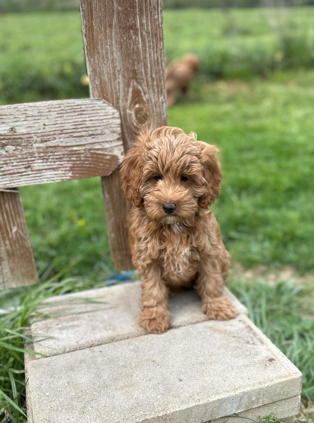 Red petite Goldendoodle puppy sitting outdoors in Ohio