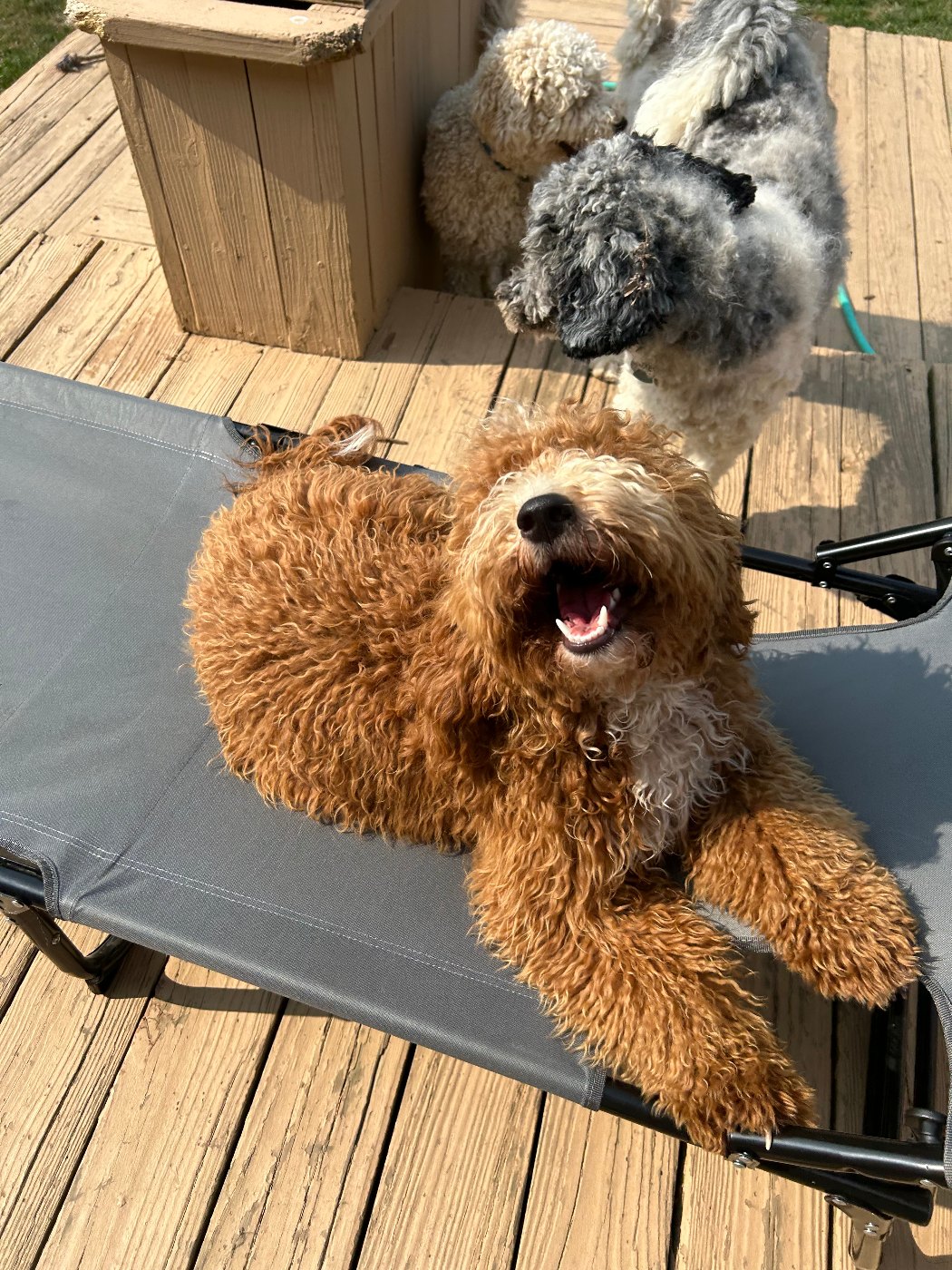 Koda lounging happily on a deck cot in the sunshine