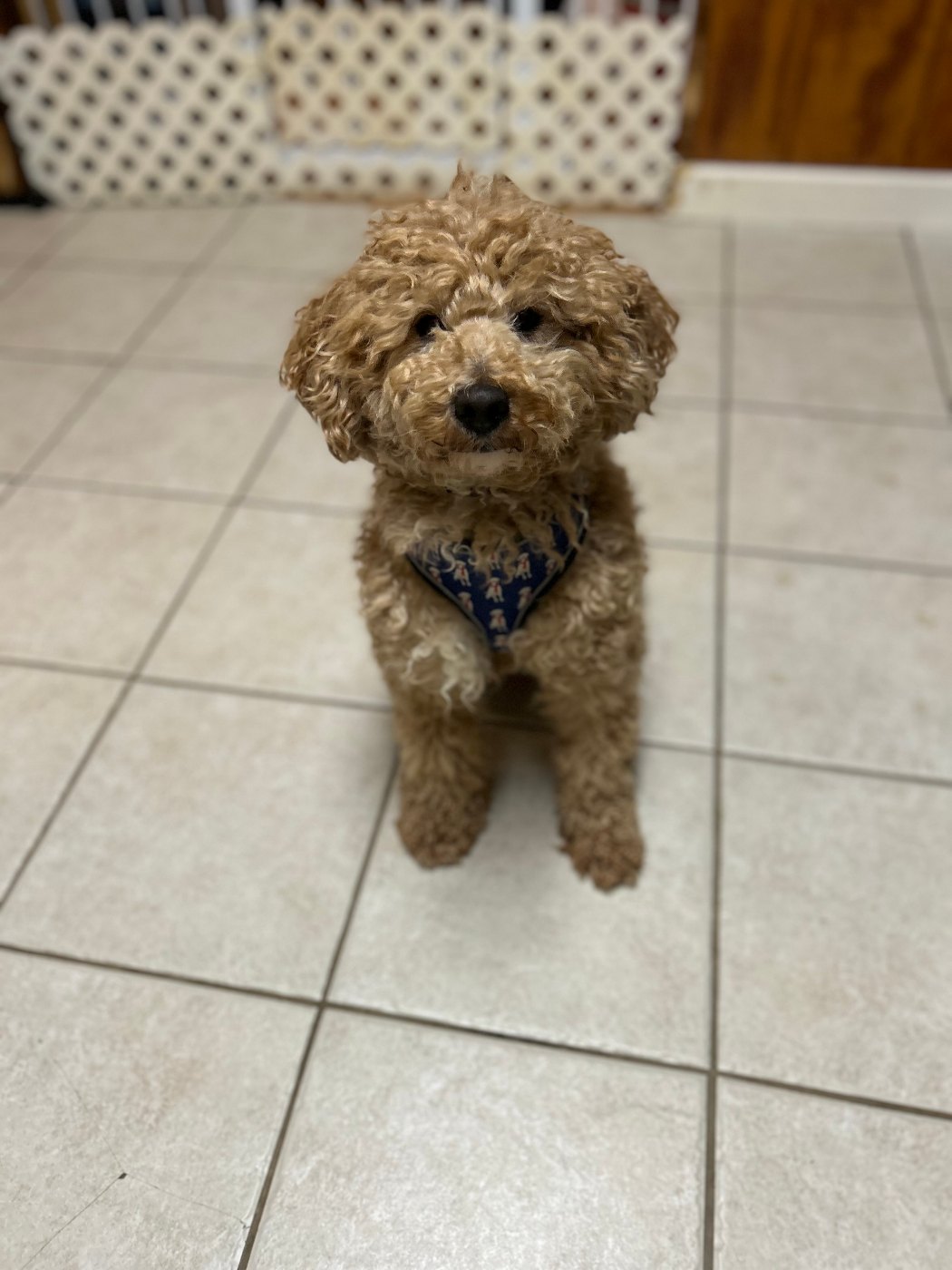 Koda, petite red tuxedo Goldendoodle, sitting pretty in his bandana