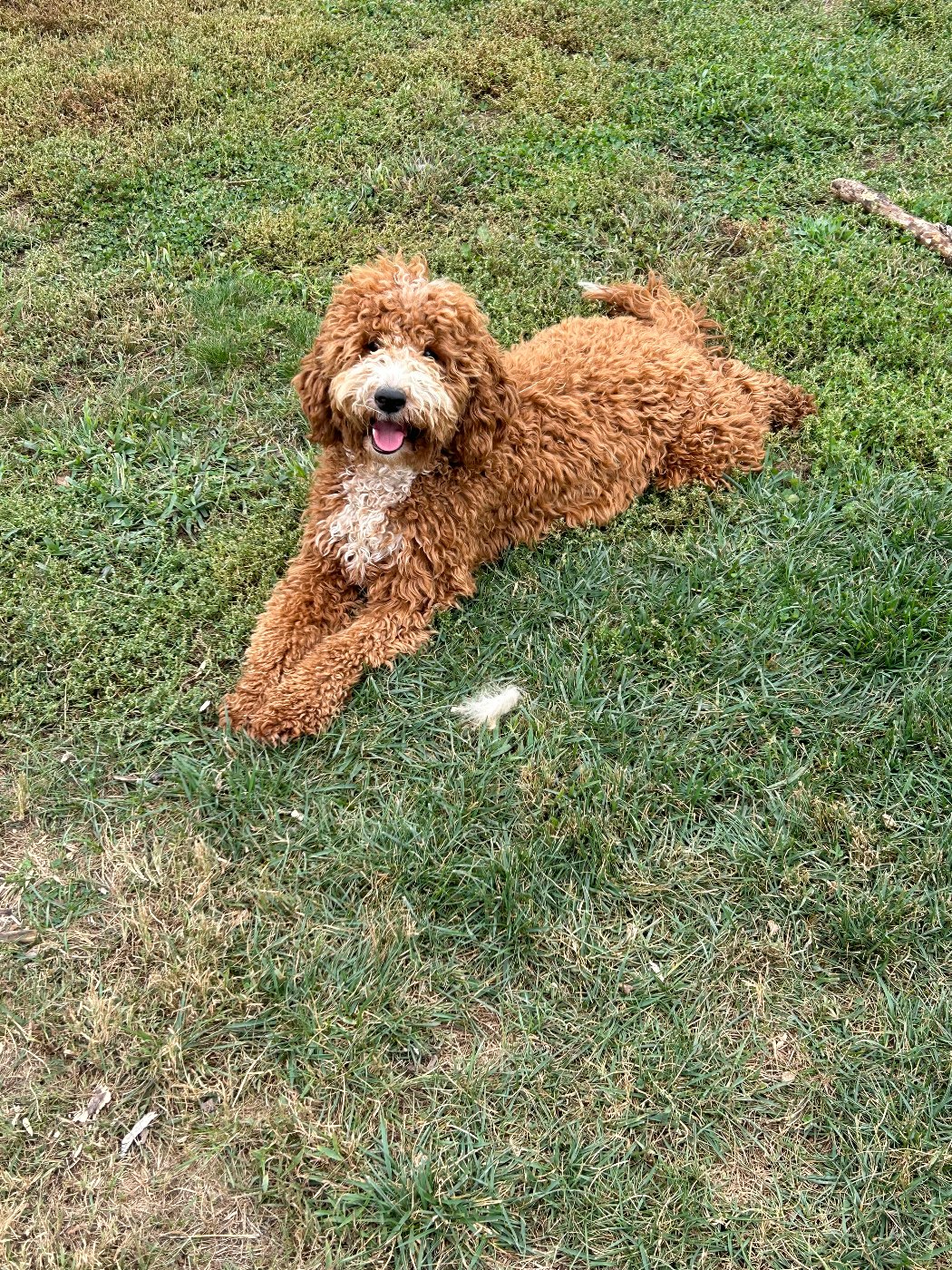 Red Goldendoodle lounging in the sun in Ohio