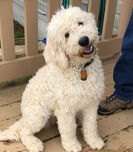 Cream Goldendoodle sitting on a porch